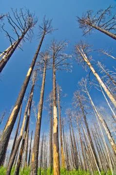 A forest after a recent wildfire. Stock Photos