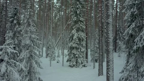 Forest after snowfall. Branches and trunks of trees in snow. Stock Footage 270369738