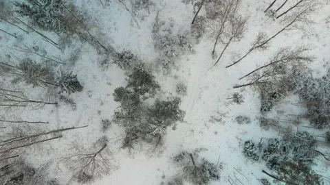 Forest after a snowfall Stock Footage 156468666