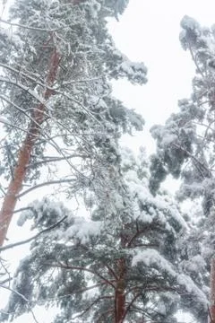 Forest after snowfall Stock Photos