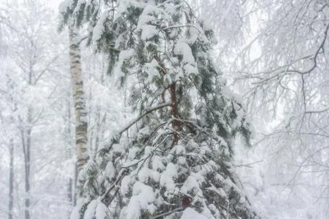 Forest after snowfall Foto stock