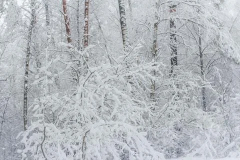 Forest after snowfall Stock Photos