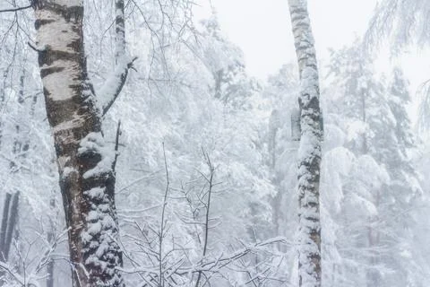 Forest after snowfall Stock Photos