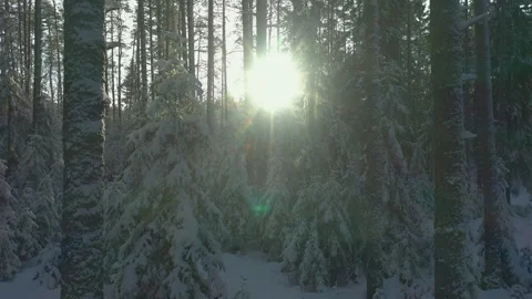 Forest after snowfall in sun. Spruces in snow. Branches of fir trees bent under Stock Footage 266277034