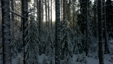 Forest after snowfall in Sun's rays. Spruces in snow. Branches of fir trees bent Stock Footage 260470074