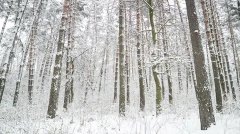 Forest after snowfall. Winter landscape. Stock-Footage 59953391