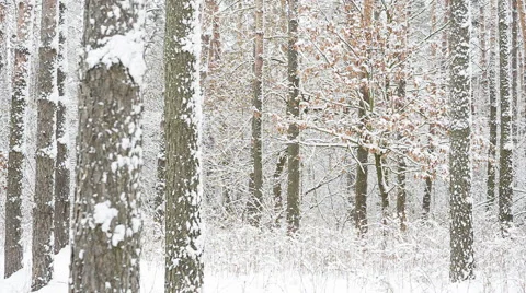 Forest after snowfall. Winter landscape. Stock-Footage 59953659