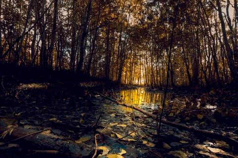 In the forest after the spring flood 스톡 사진