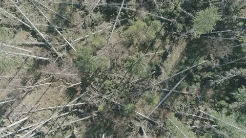Forest after the storm - D-LOG_1 Stock-Footage 98297449