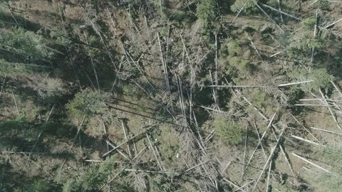 Forest after the storm - D-LOG_2 Stock-Footage 98297877
