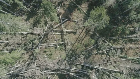 Forest after the storm - D-LOG_3 Stock-Footage 98298333