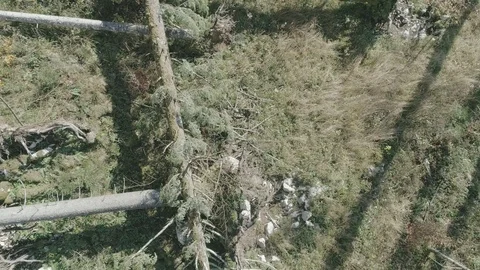 Forest after the storm - D-LOG_4 Stock-Footage 98299046