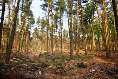 A forest after a storm in evening light. Stock Photos