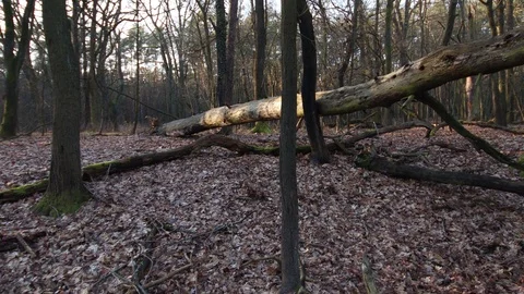 Forest after the storm Stock-Footage 123980334