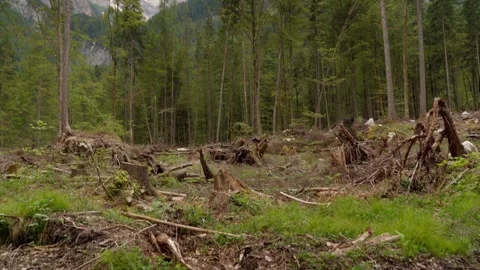 Forest after a storm with lots of fallen trees in the Julian Alps Stock Footage 283569218