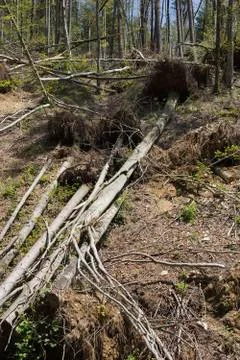 Forest after a storm Foto stock