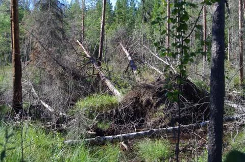 Forest after a storm Stock Photos
