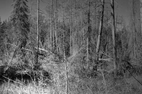 Forest after a storm Stock Photos
