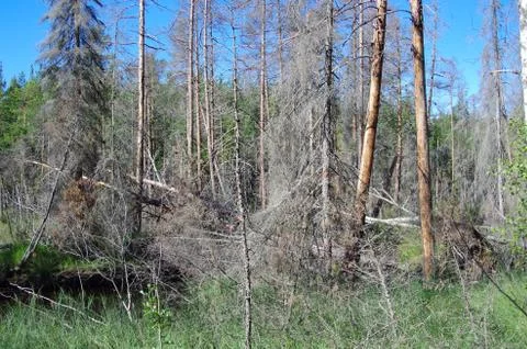 Forest after a storm Stock Photos
