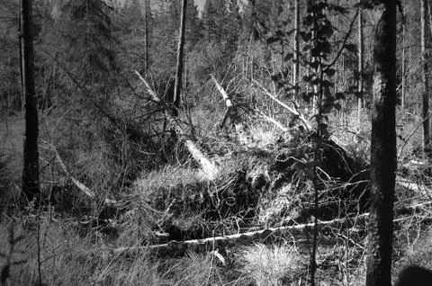 Forest after a storm Stock Photos