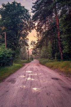 Forest after the storm Stock Photos