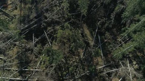 Forest after the storm_1 Stock-Footage 98295528