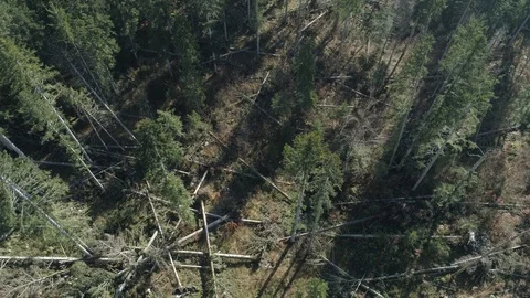 Forest after the storm_2 Stock-Footage 98296457