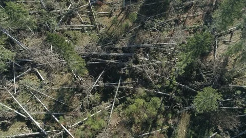 Forest after the storm_3 Stock-Footage 98296902