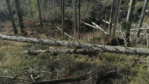 Forest after the storm_4 Stock-Footage 98296975