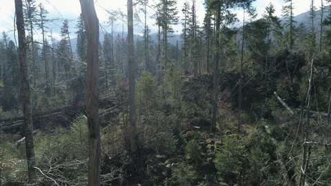 Forest after the storm_5 Stock-Footage 98297101