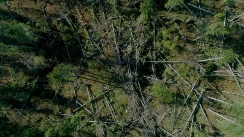 Forest after the storm_6 Stock-Footage 98299001