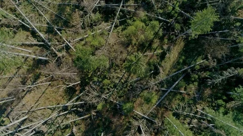 Forest after the storm_7 Stock-Footage 98299023