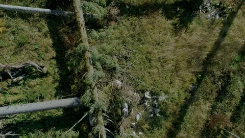 Forest after the storm_8 Stock-Footage 98299359
