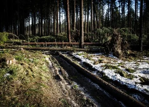 Forest after a strong wind Stock Photos