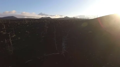 Forest after a volcanic eruption. Burnt forest. The lava of the volcano Stock Footage 72656699