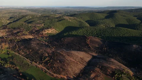 Forest after wildfire, aerial video. contrast between green trees and burnt tree Stock Footage 214912850