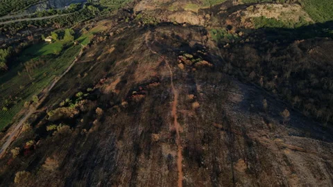 Forest after wildfire, aerial video. contrast between green trees and burnt tree Stock Footage 214914596