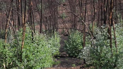 Forest after Wildfire 動画素材 100815649