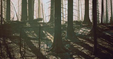 Forest after wildfire reveals shadows and charred trees in sunlight Stock Illustration