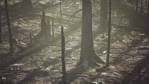 Forest aftermath reveals the impact of fire on burned landscape Video stock 329211428