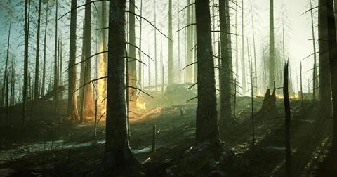 Forest in the aftermath of wildfire with burnt trees illuminated by sunlight イラスト素材