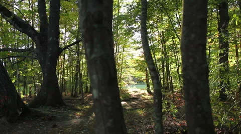Forest in the afternoon, early fall, slider shot Stock Footage 43251041