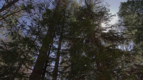 Forest Afternoon 動画素材 75260027