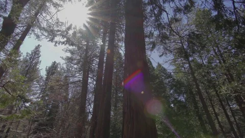 Forest Afternoon 動画素材 75260125