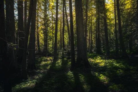 Forest in the afternoon sun. Stock Photos