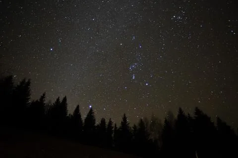 Forest against the background of the starry sky Stock Photos