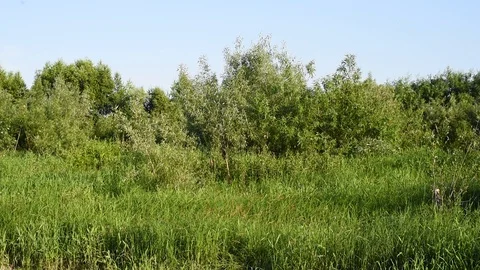 Forest against the sky Stock Footage 120182282