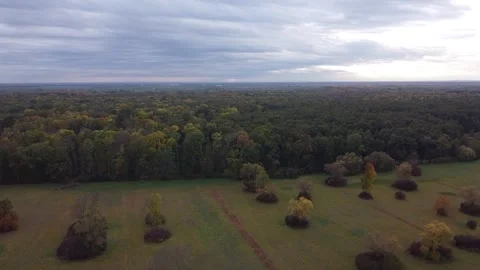 Forest agriculture Stock Footage 166464995