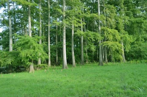 Forest in Algeria Stock Photos