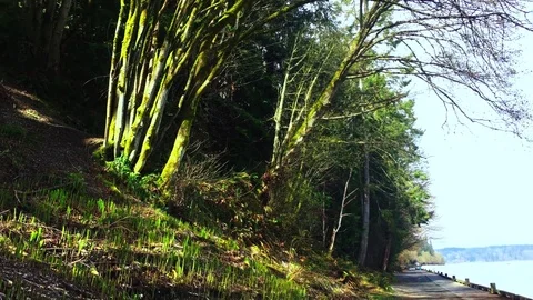 Forest along the Ocean Stock Footage 75240176